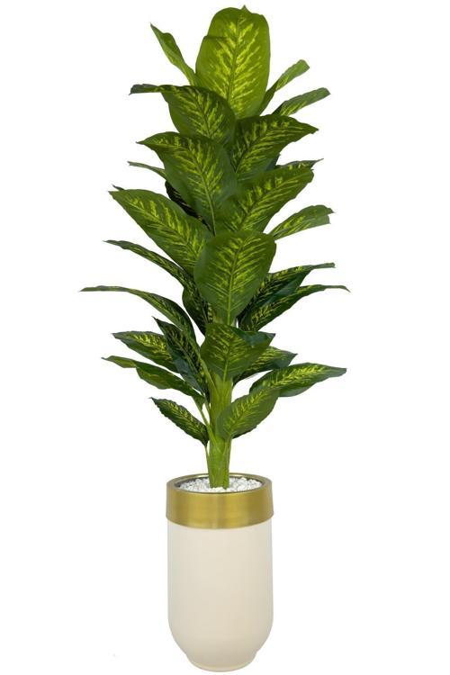 Difenbahya 170Cm Metal Krem Gold Darbuka Saksıda