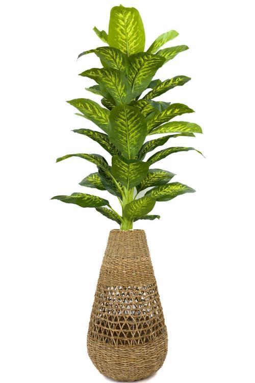 Luxury Difenbahya Ağacı 200Cm Hasır Saksıda Bohem4