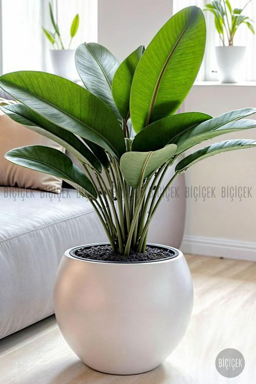 Küre Saksı 25 - 37 - 51 Cm Çap