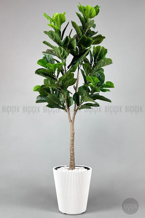 Keman Yapraklı Kauçuk Bitkisi Fiddle Lyrata 175Cm