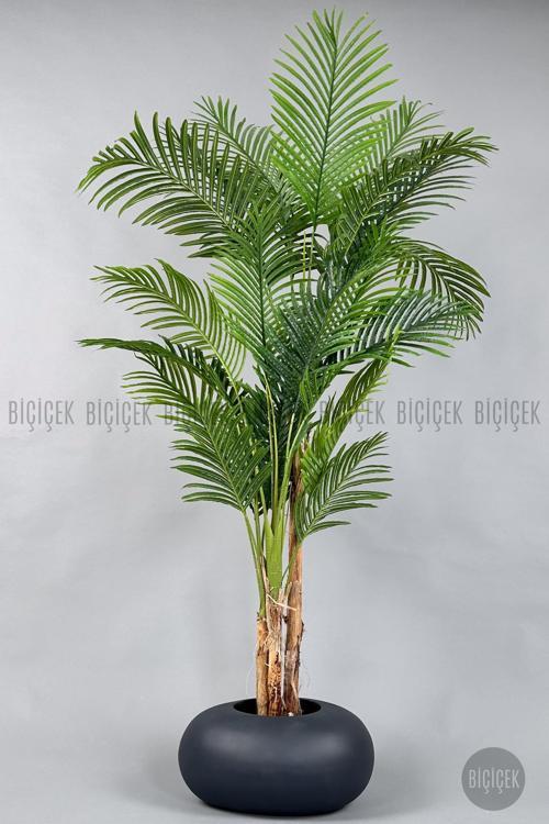 Areka Ağacı 220-240 Cm