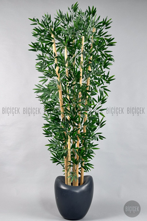 Zen Bambu Ağacı 220-240 Cm Fiber Saksıda