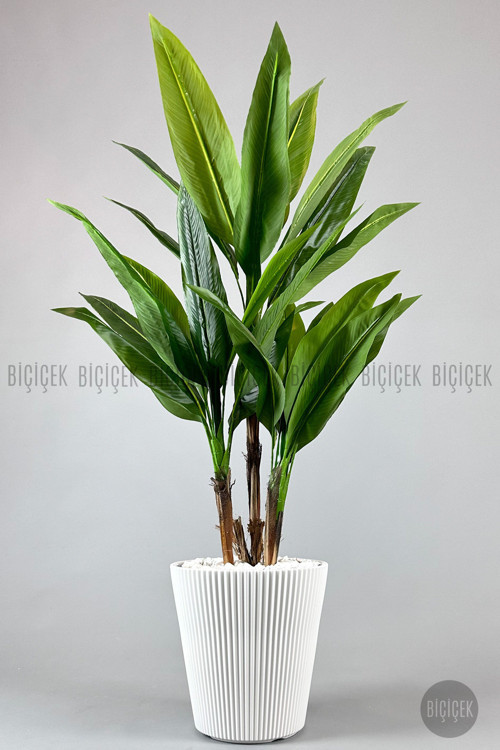 Difenbahya 3 Gövde Orta Boy 150-175Cm