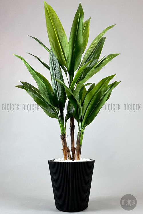 Difenbahya 3 Gövde Orta Boy 150-175Cm