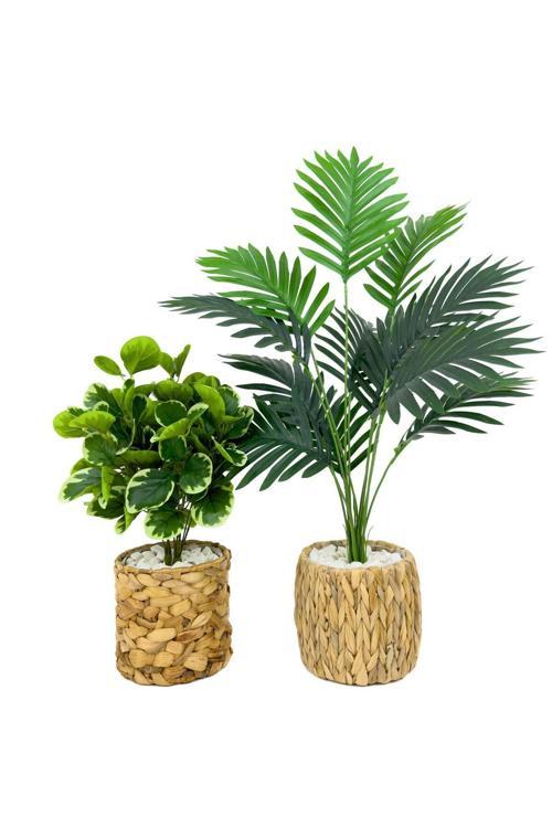 Şans Bitkisi 50Cm Ve Areka 70Cm Hasır Saksıda