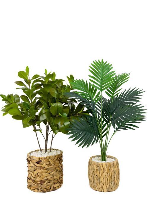 Şans Bitkisi Ve Areka 70Cm Hasır Saksıda