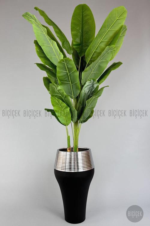 220Cm Starliçe Bitkisi Cleopatra Saksıda Siyah Gümüş