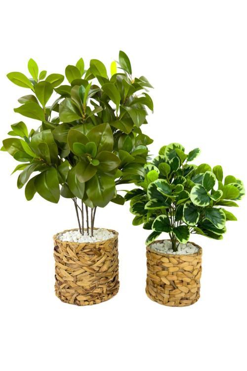 Şans Bitkisi 70Ve50Cm Hasır Saksıda