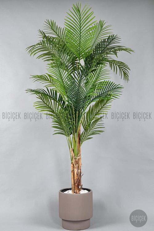 Areka Ağacı 220-240 Cm