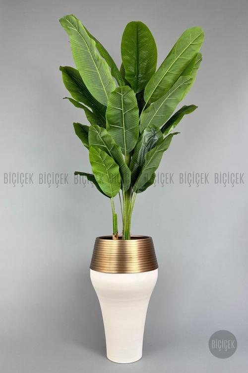 220Cm Starliçe Bitkisi Cleopatra Saksıda Krem Gold