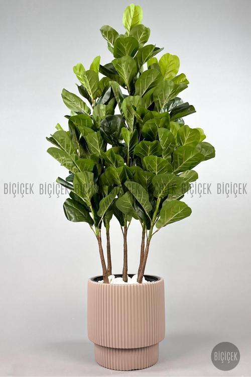 Keman Yapraklı Kauçuk Bitkisi Gala Saksıda Fiddle Lyrata