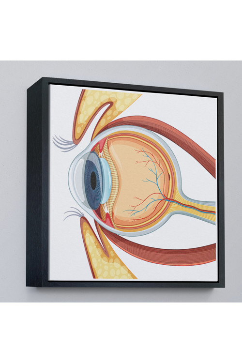 Ahşap Çerçeveli Göz Anatomizi Tablosu - Göz Doktoru Hediyesi-8367