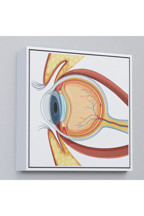 Ahşap Çerçeveli Göz Anatomizi Tablosu - Göz Doktoru Hediyesi-8367