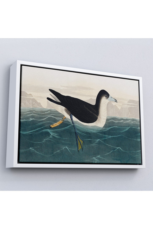 Ahşap Çerçeveli Robert Havell, John James Audubon Esmer Kuş Tablosu-7034