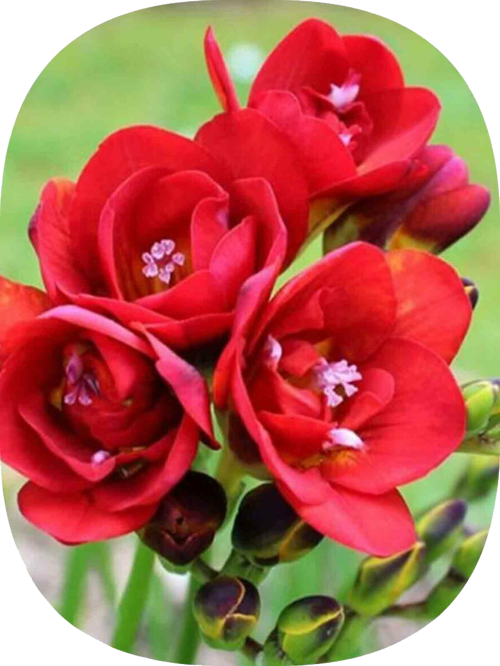 3 Adet Kırmızı Frezya Soğanı