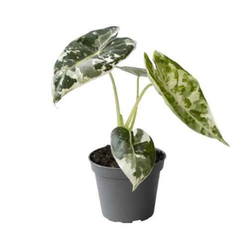 Alocasia Frydek ‘Variegata’ (Fil Kulağı)