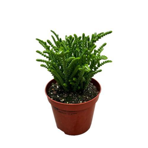 Crassula Lycopodioides (Sukulent)