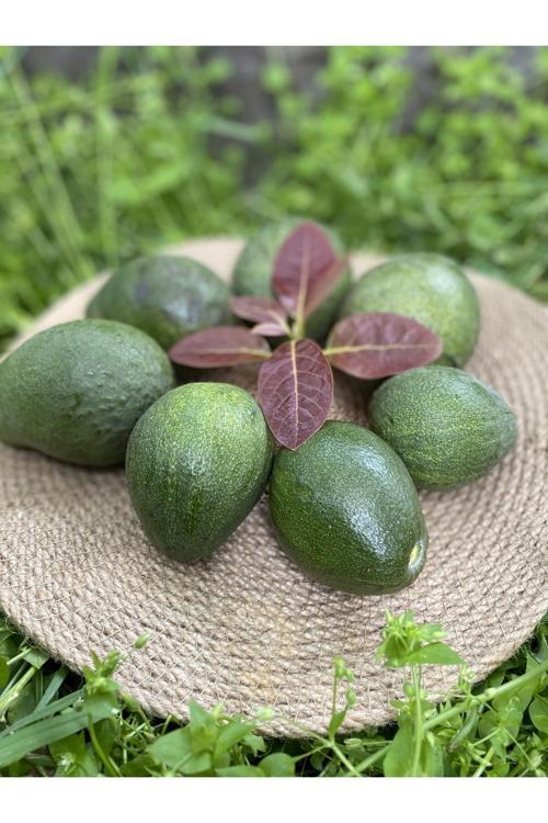 1 Kg Avokado - Yeni Hasat