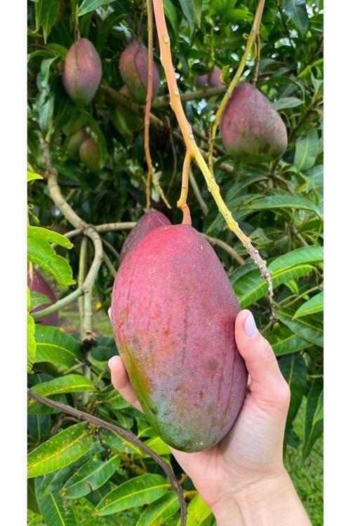Mango - Meyvelerin Kralı Yerli Mango 1 Adet