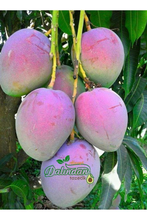 1 Adet Yerli Mango - Alanya’Dan Taze Hasat