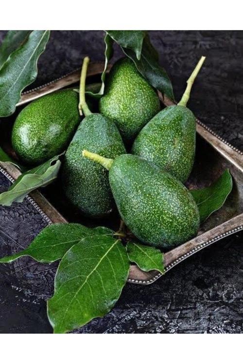 1 Kg Taze Avokado (200 Gr Ve Üstü)
