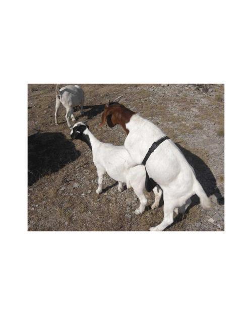 Çiftleşmeyi Önleyici Önlük Kısa