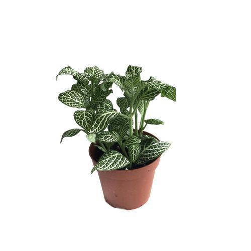 Fittonia - Beyaz (Fitonya Çiçeği)
