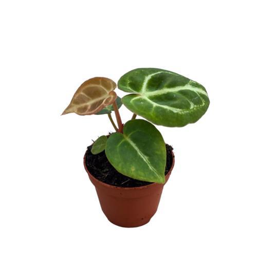 Anthurium Crystallinum 'Silver Blush'