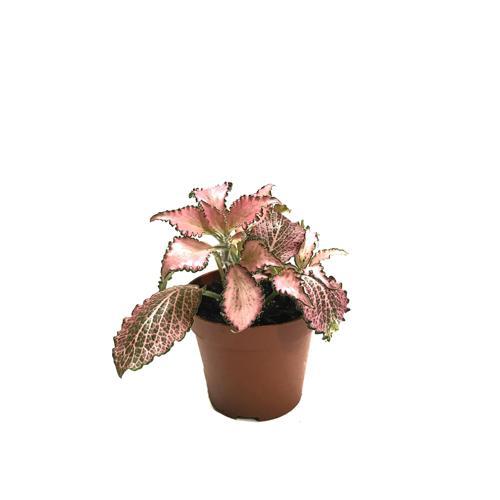 Fittonia - Pembe (Fitonya Çiçeği)