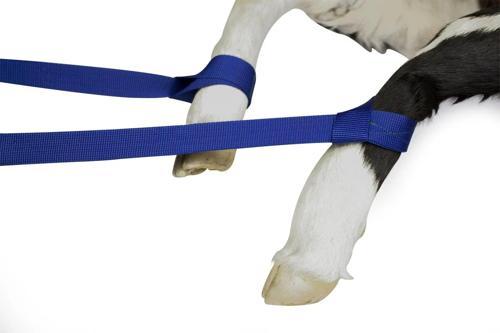 Krom Uçlu Kenet Buzağı Doğum Kayışı