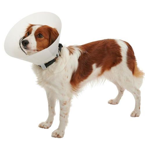 Kedi ve Köpek yakalığı Click Collar