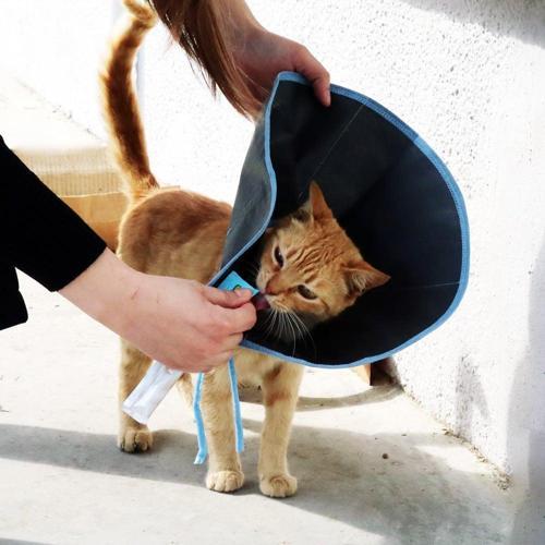 Kedi için Ekonomik Kumaş Yakalık 18 cm