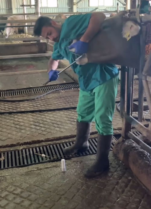 Kafesli Mıknatıs ve Bolus Yutturma Sondası Metal Ekonomik