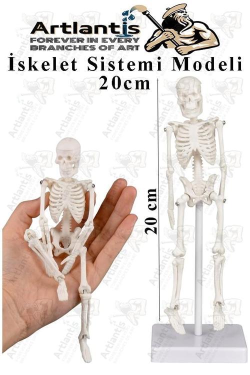 İskelet Maketi 20 cm 1 Adet Eğitim İnsan İskelet Modeli İskelet Sistemi Haraketli İskelet Anatomisi Masaüstü Taşınabilir