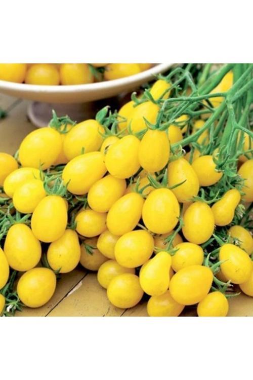 10 Adet Ildi Domates Tohumu