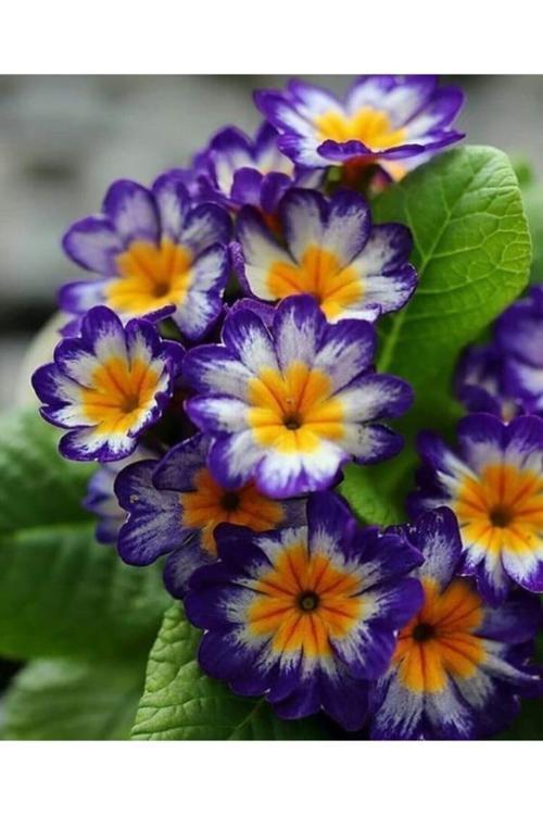 Sarı Ebruli Mor Çuha Çiçeği Tohumu 10 15 Adet