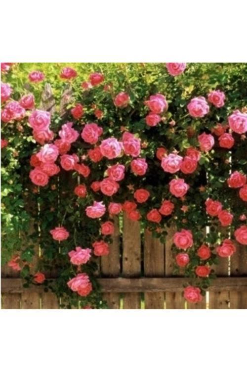 5 Adet Pembe Sarmaşık Gül Tohumu