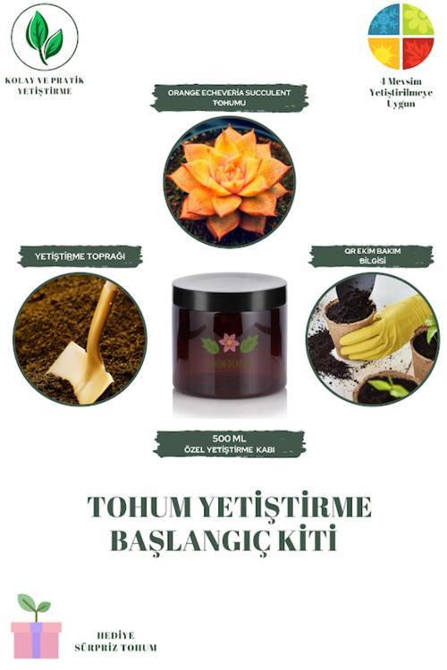 Orange Echeveria Succulent Tohumu Yetiştirme Kiti