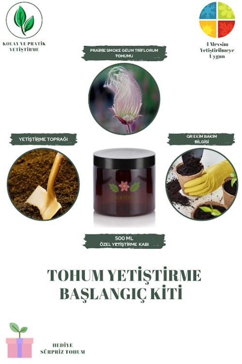 Prairie Smoke Geum Triflorum Tohumu Yetiştirme Kiti
