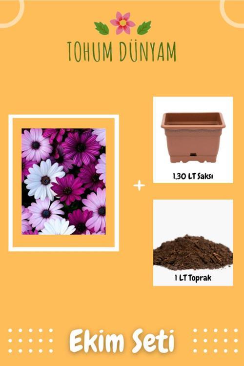 Pembe Mor Beyaz Karışık Papatya Tohumu Ekim Seti