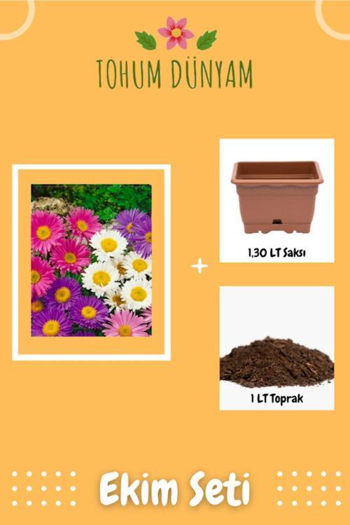 Aster Çiçek Tohumu Ekim Seti