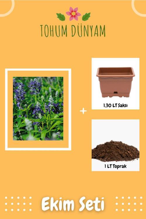 Adaçayı (Salvia Officinalis) Çiçek Tohumu Ekim Seti
