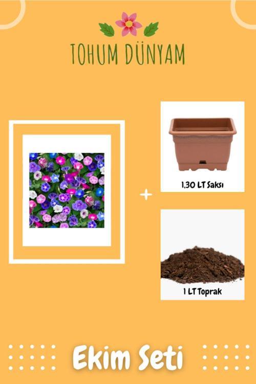 Karışık Sarmaşık Çiçeği Sabah Sefası Tohumu Ekim Seti