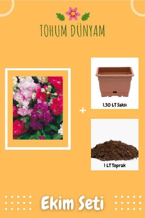 Karışık Renk Yediveren Şebboy Çiçeği Tohumu Ekim Seti