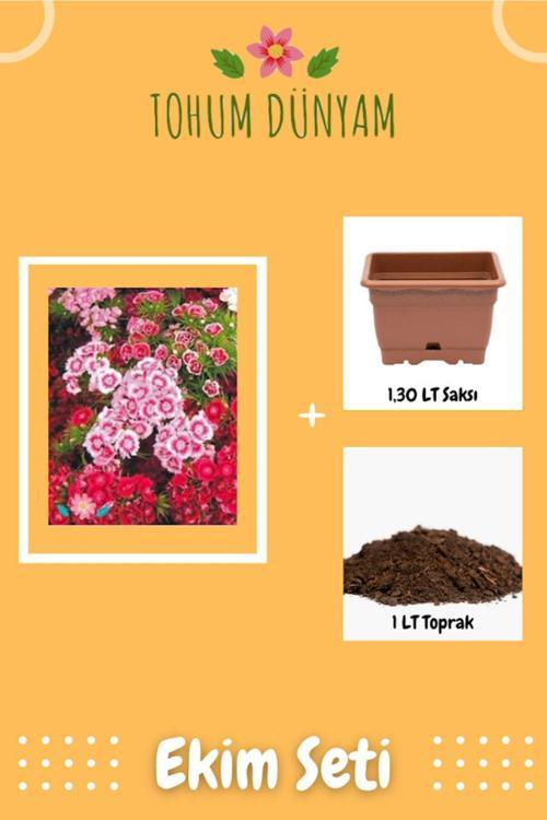 Karışık Renkli Hüsnüyusuf Çiçeği Tohumu Ekim Seti