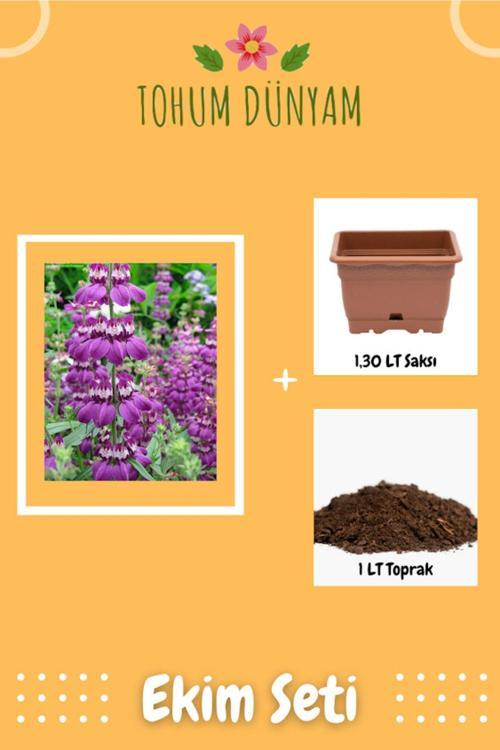 Mor-Beyaz Çin Evi Çiçek (Collinsia Heterophylla) Tohumu Ekim Seti