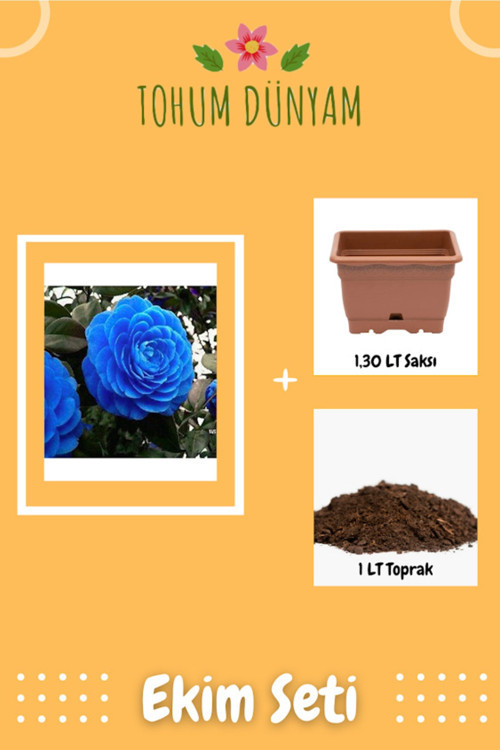 Mavi Kamelya Çiçeği (Camellia Japon Gülü) Tohumu Ekim Seti