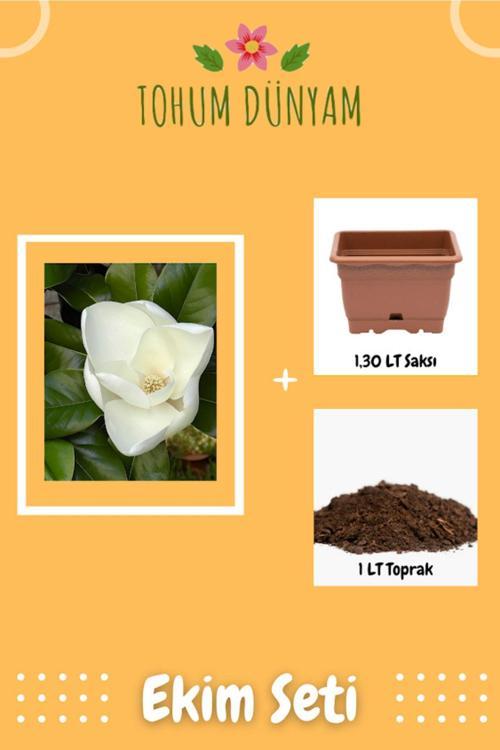 Mis Kokulu Beyaz Manolya Ağacı Tohumu Ekim Seti