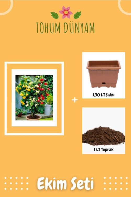 Abutilon Hybridum (İthal) Çiçeği Tohumu Ekim Seti