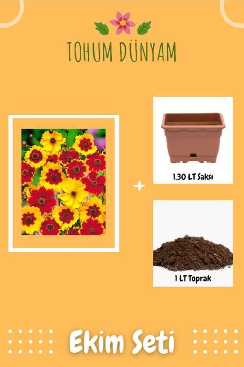 Kız Gözü (Coreopsis Tinctoria) Çiçek Tohumu Ekim Seti